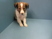 Shiloh, a male Shetland Sheepdog for sale in Strasburg, CO – 3 of 3