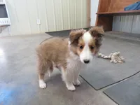 Summer, a female Shetland Sheepdog for sale in Strasburg, CO – 2 of 6
