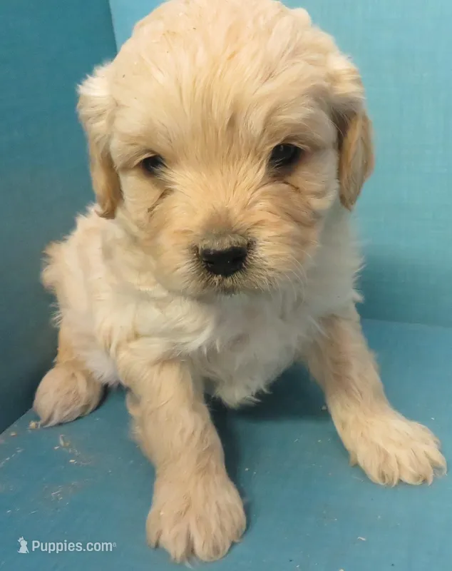 Gustave – Cavachon puppy for sale in Strasburg, CO