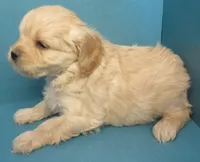 Gustave, a male Cavachon for sale in Strasburg, CO – Photo 2 of 3