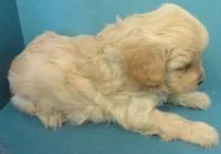 Gustave, a male Cavachon for sale in Strasburg, CO – Photo 3 of 3