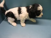 Trixey, a female Cavachon for sale in Strasburg, CO – 2 of 3