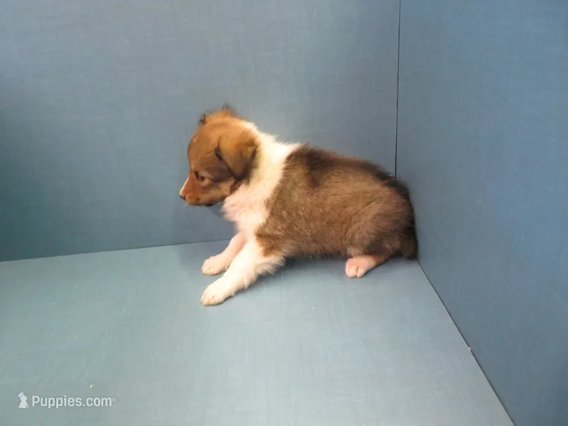 Wendy – Shetland Sheepdog puppy for sale in Strasburg, CO