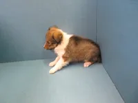 Wendy, a female Shetland Sheepdog for sale in Strasburg, CO – 1 of 3