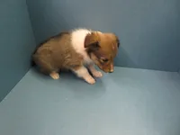 Wendy, a female Shetland Sheepdog for sale in Strasburg, CO – 2 of 3