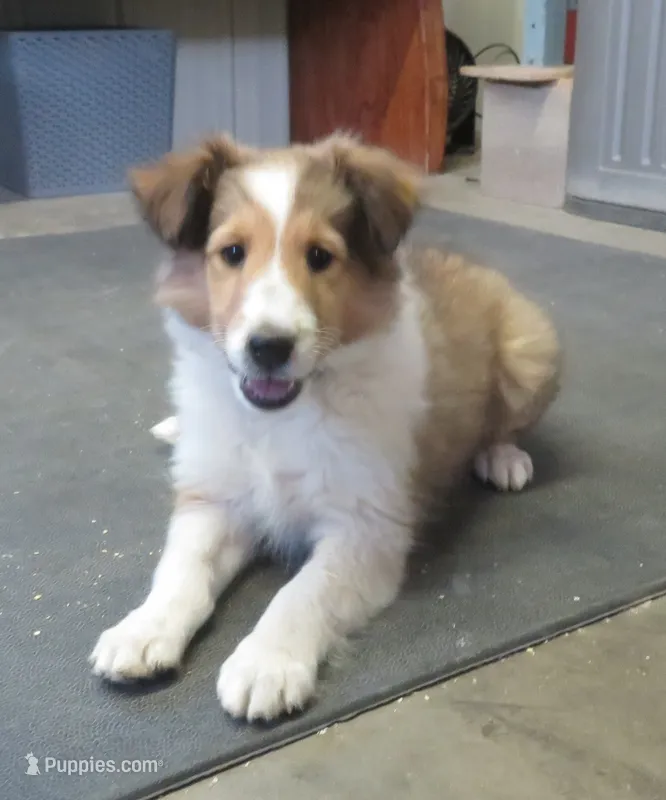 Oscar – Shetland Sheepdog puppy for sale in Strasburg, CO