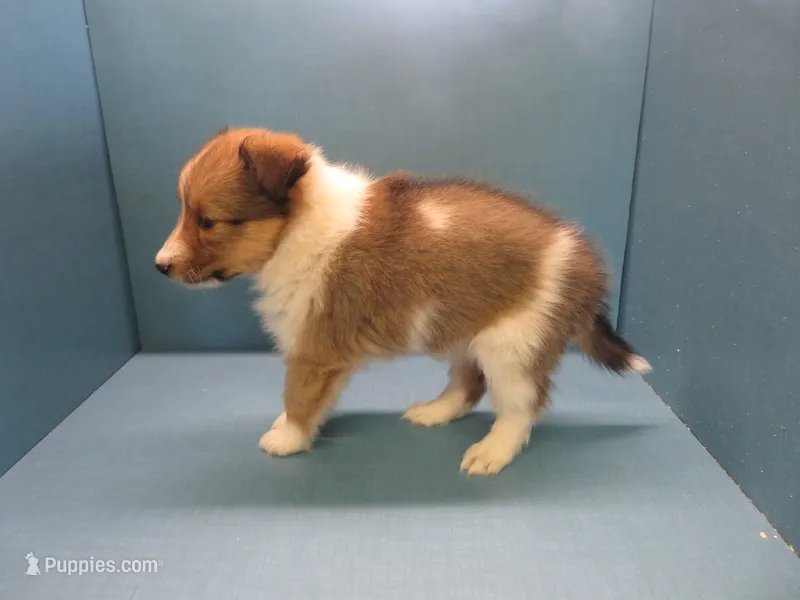 Agnes – Shetland Sheepdog puppy for sale in Strasburg, CO