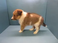 Agnes, a female Shetland Sheepdog for sale in Strasburg, CO – 1 of 3