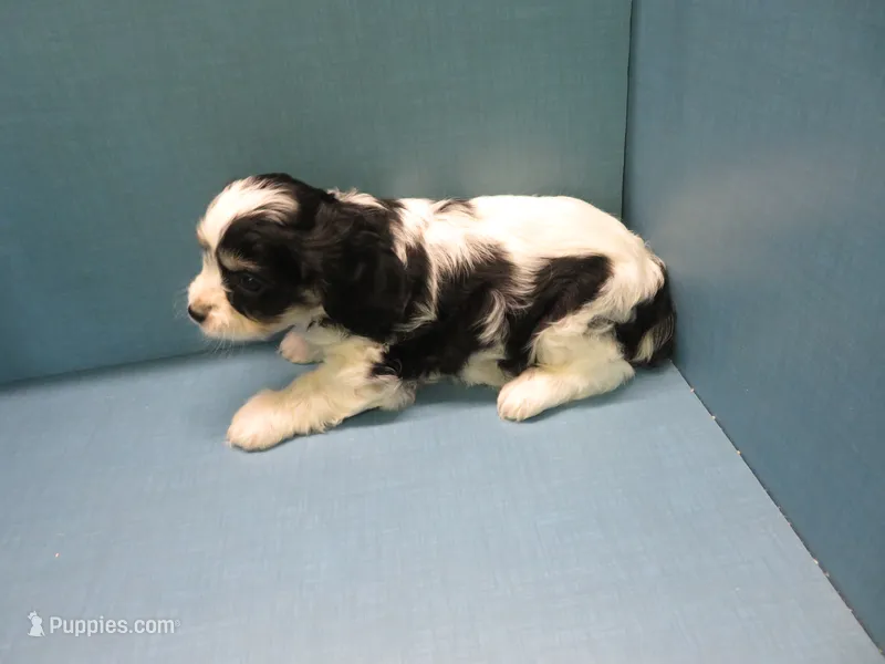 Trixey – Cavachon puppy for sale in Strasburg, CO
