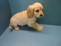 Pippin, a female Cavachon for sale in Strasburg, CO – 3 of 3