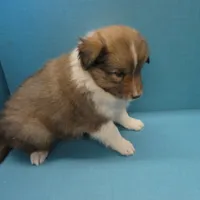 Betsy, a female Shetland Sheepdog for sale in Strasburg, CO – Photo 2 of 3