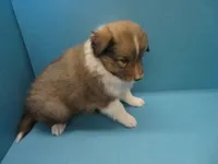 Clod, a male Shetland Sheepdog for sale in Strasburg, CO – Photo 2 of 3