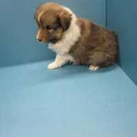 Betsy, a female Shetland Sheepdog for sale in Strasburg, CO – Photo 1 of 3