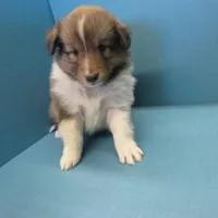 Betsy, a female Shetland Sheepdog for sale in Strasburg, CO – Photo 3 of 3