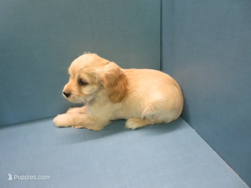 Pippin – Cavachon puppy for sale in Strasburg, CO