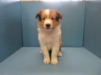 Indy, a male Shetland Sheepdog for sale in Strasburg, CO – 2 of 3