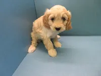 Piper, a male Cavachon for sale in Strasburg, CO – 2 of 2