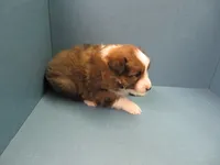 Pretzel, a male Shetland Sheepdog for sale in Strasburg, CO – 2 of 3