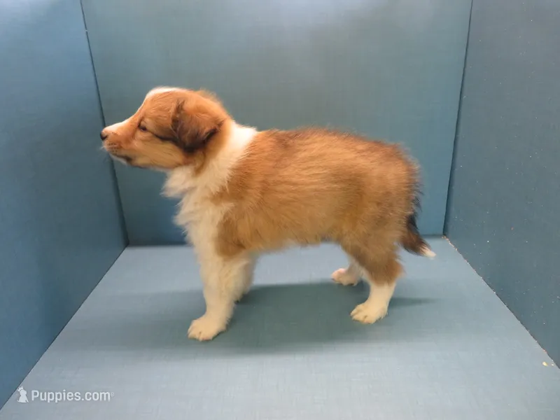 Indy – Shetland Sheepdog puppy for sale in Strasburg, CO