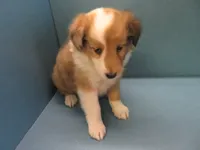 Baxter, a male Shetland Sheepdog for sale in Strasburg, CO – 3 of 3
