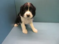 Saturn, a male Cavachon for sale in Strasburg, CO – 3 of 3