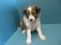 Oscar, a male Shetland Sheepdog for sale in Strasburg, CO – 3 of 3