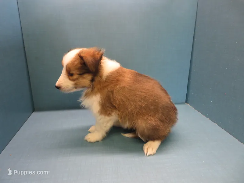 Summer – Shetland Sheepdog puppy for sale in Strasburg, CO