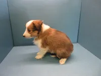 Summer, a female Shetland Sheepdog for sale in Strasburg, CO – 1 of 3