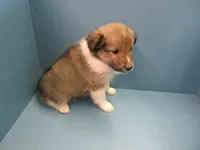 Hilda, a female Shetland Sheepdog for sale in Strasburg, CO – 2 of 3