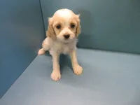 Heidi, a female Cavachon for sale in Strasburg, CO – 3 of 3