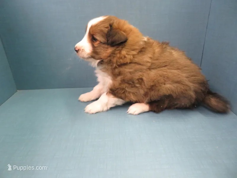 Pretzel – Shetland Sheepdog puppy for sale in Strasburg, CO