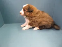 Pretzel, a male Shetland Sheepdog for sale in Strasburg, CO – 1 of 3