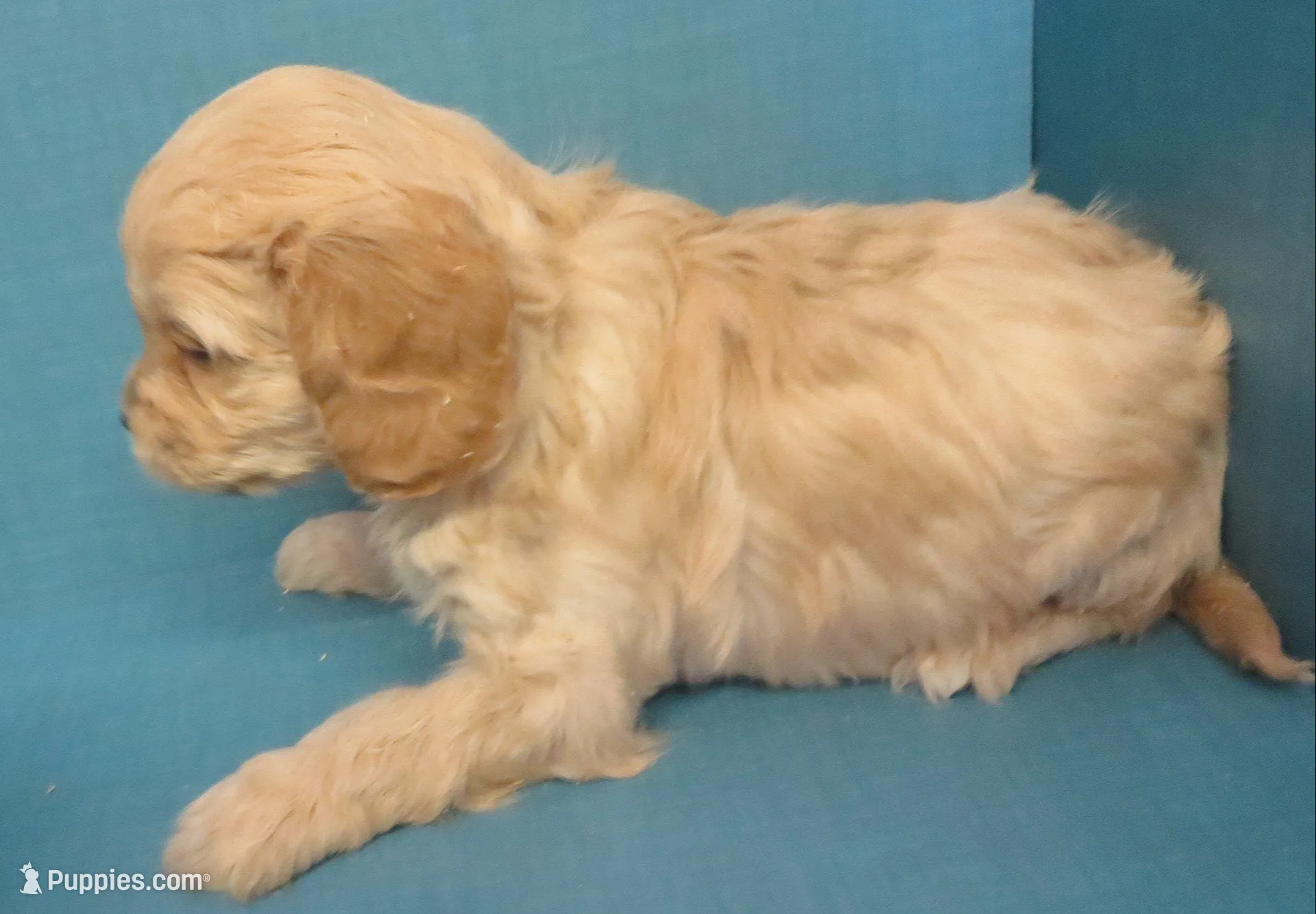 Baker, a male Cavachon for sale in Strasburg, CO – Photo 2 of 3