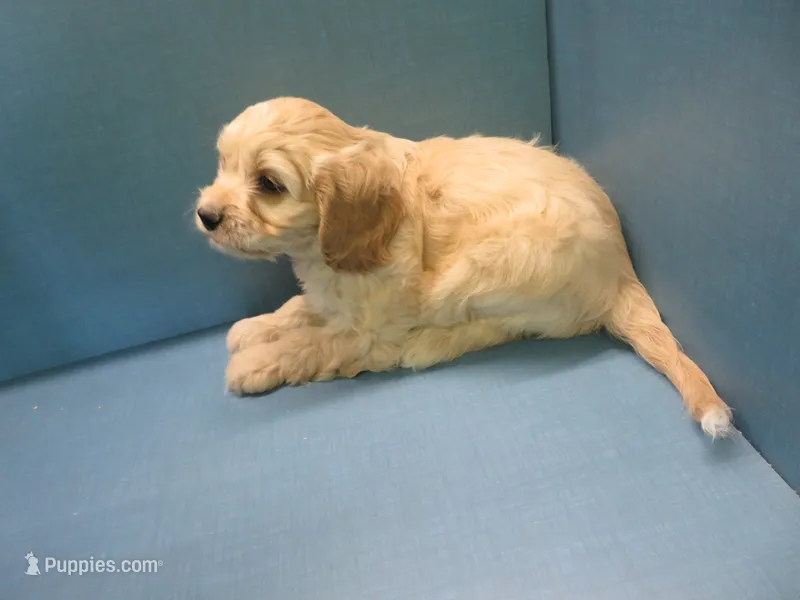 Piper – Cavachon puppy for sale in Strasburg, CO