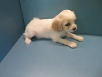 Heidi, a female Cavachon for sale in Strasburg, CO – 2 of 3