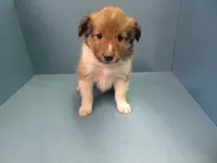 Hilda, a female Shetland Sheepdog for sale in Strasburg, CO – 3 of 3