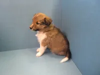 Hilda, a female Shetland Sheepdog for sale in Strasburg, CO – 1 of 3