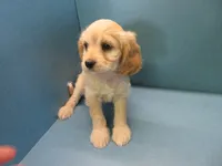 Pippin, a female Cavachon for sale in Strasburg, CO – 2 of 3