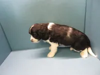 Saturn, a male Cavachon for sale in Strasburg, CO – 1 of 3