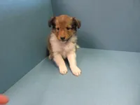 Phoenix, a male Shetland Sheepdog for sale in Strasburg, CO – 3 of 3