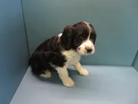 Saturn, a male Cavachon for sale in Strasburg, CO – 2 of 3