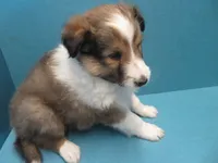 Oscar, a male Shetland Sheepdog for sale in Strasburg, CO – 2 of 3