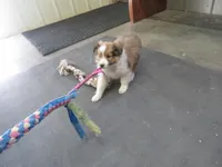 Herbie, a male Shetland Sheepdog for sale in Strasburg, CO – Photo 2 of 5