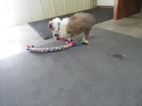 Herbie, a male Shetland Sheepdog for sale in Strasburg, CO – Photo 3 of 5