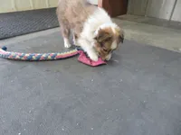 Herbie, a male Shetland Sheepdog for sale in Strasburg, CO – Photo 5 of 5