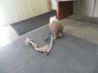 Herbie, a male Shetland Sheepdog for sale in Strasburg, CO – Photo 4 of 5