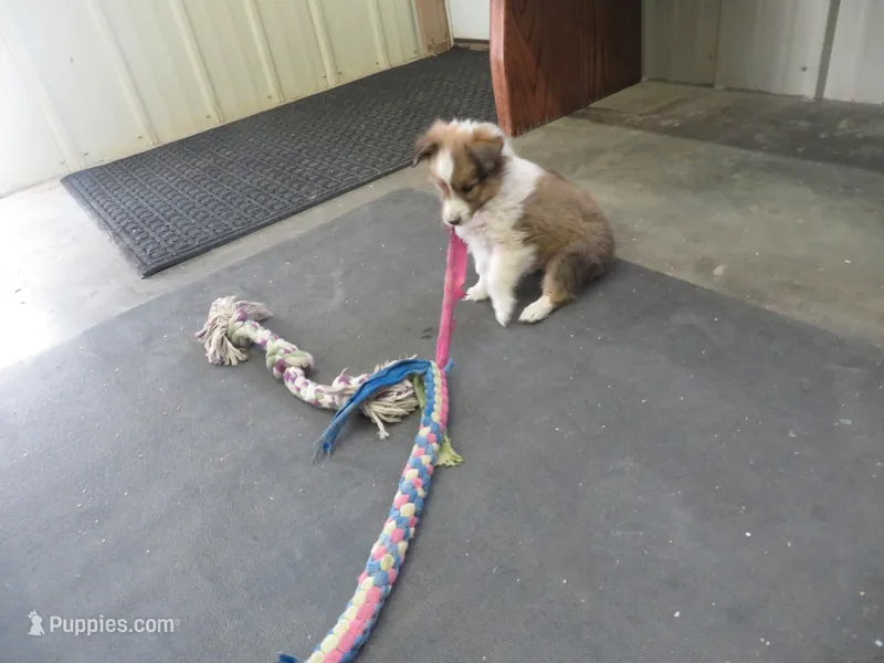 Herbie, a male Shetland Sheepdog for sale in Strasburg, CO – Photo 1 of 5