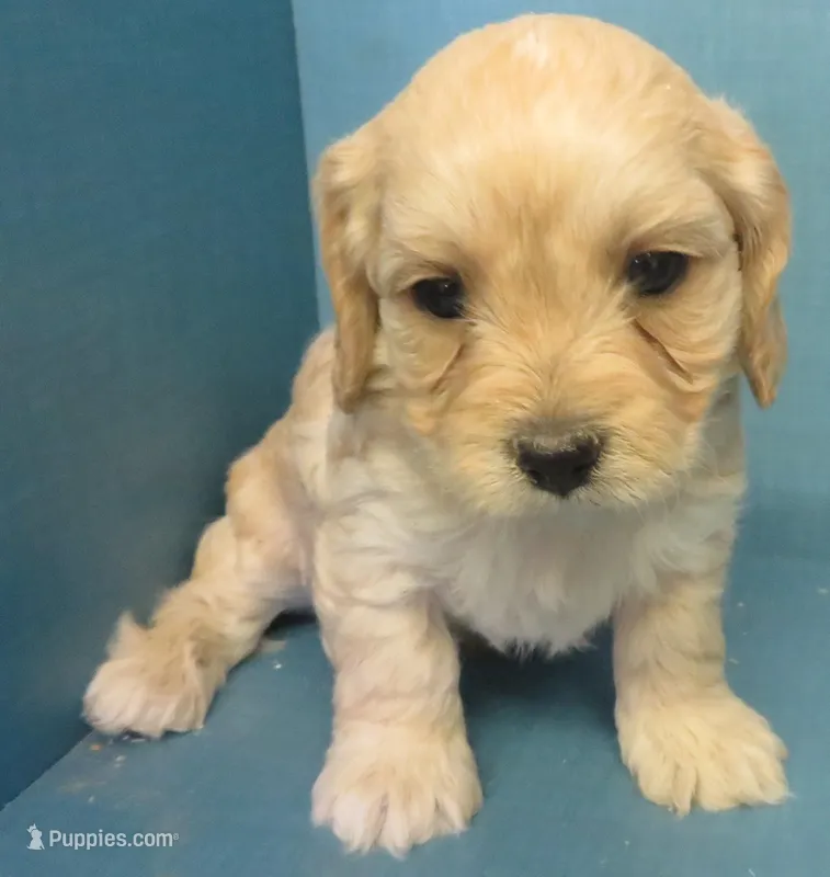 Homer – Cavachon puppy for sale in Strasburg, CO