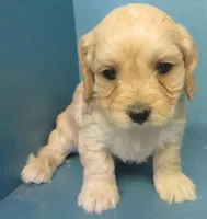 Homer, a male Cavachon for sale in Strasburg, CO – Photo 1 of 3