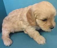 Homer, a male Cavachon for sale in Strasburg, CO – Photo 3 of 3